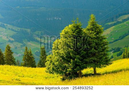 Summer landscape of Switzerland rural country side, near Habkern village