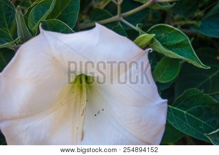Devil's Trumpet, Datura Metel, In The Garden, Close Up.