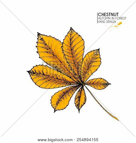 Hand Drawn Autumn Leaves. Vector Isolated Colorful Icon Of Chestnut Tree. Fall Forest Folliage. Park