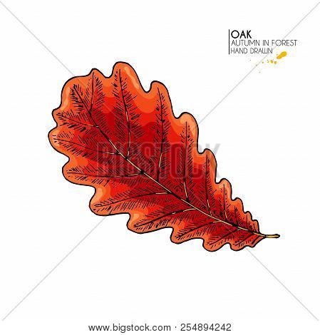 Hand Drawn Autumn Leaves. Vector Isolated Colorful Icon Of Oak Tree. Fall Forest Folliage. Park Seas