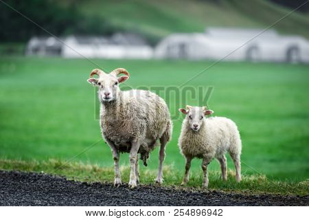 Two sheeps on green meadow. Iceland, Europe