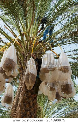 El Goula, Tunisia - December 01, 2011: Unidentified Farmers Harvest Dates At The Plantation In El Go