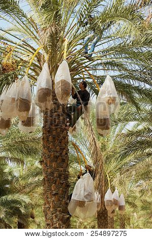 El Goula, Tunisia - December 01, 2011: Unidentified Farmers Harvest Dates At The Plantation In El Go
