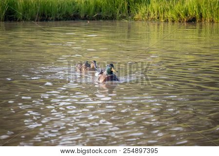 Mallard Swimming At The Lake Of Texoma, Texas