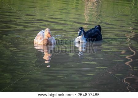 A Black And White Ducks Swimming At The Lake Of Texoma, Texas