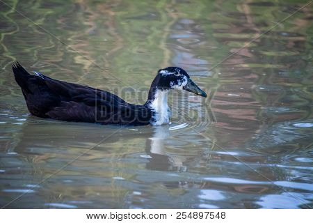 A Black Duck Swimming At The Lake Of Texoma, Texas