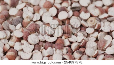 Gordon euryale seed