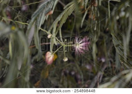 Beautiful Southern Shaggy Flowers Of Purple And White With Delicate Green Friable Leaves And Light B