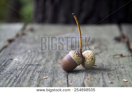 Autumn Decorative Wooden Background With Acorns And Leaves