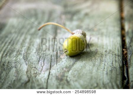 Autumn Decorative Wooden Background With Acorns And Leaves