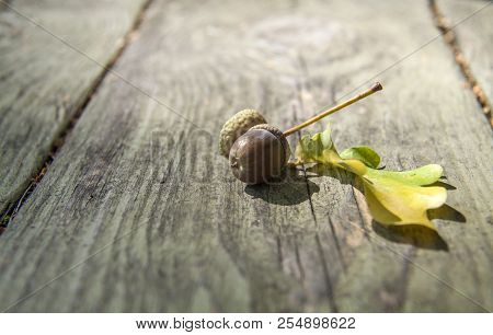 Autumn Decorative Wooden Background With Acorns And Leaves
