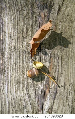 Autumn Decorative Wooden Background With Acorns And Leaves