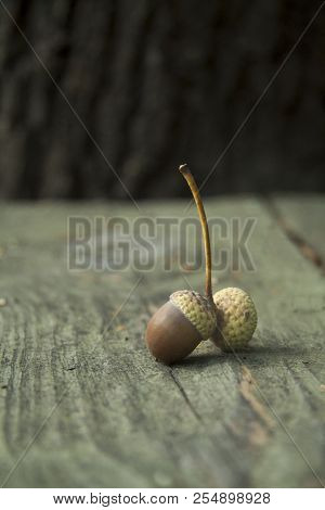 Autumn Decorative Wooden Background With Acorns And Leaves