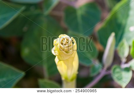 Devil's Trumpet, Datura Metel, In The Garden, Close Up.