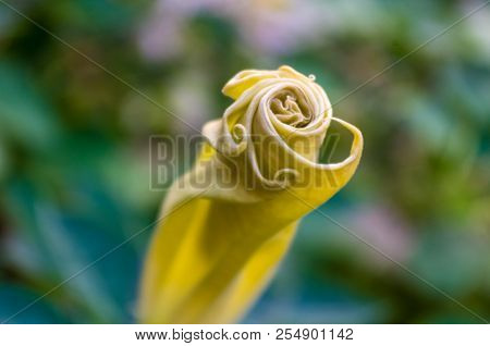 Devil's Trumpet, Datura Metel, In The Garden, Close Up.