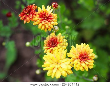 Yellow With Red Petals Dahlias In The Garden