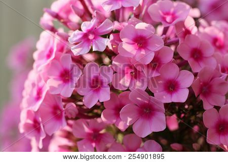 Phlox Paniculata, Fall Phlox, Garden Phlox
