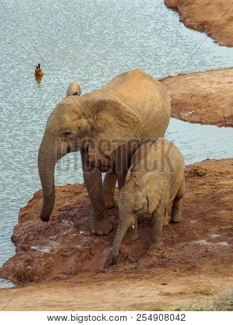 Herd Of Thirsty Elephants With Babies At Waterhole In The Addo Elephant Park, South Africa.