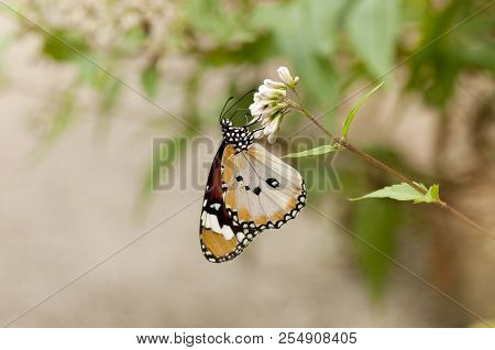 Male Plain Tiger Butterfly (danaus Chrysippus, Form Alcippoides) Is Feeding On White Flowers