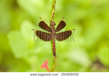 Male Common Parasol Dragonfly (neurothemis Fluctuans) Is Resting With Wingspan