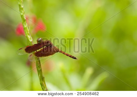 Male Common Parasol Dragonfly (neurothemis Fluctuans) Is Resting On Plant