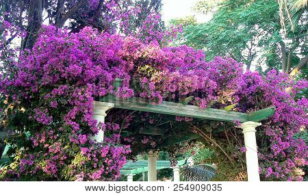 Bougainvillea Or Bougainvillea In The Garden Of The Park Called Alameda Apodaca In The Bay Of Cádiz 