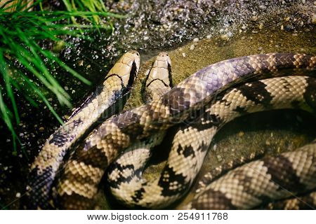 Close-up Picture Of Dangerous Grown Up Python