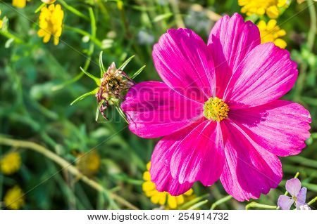Beautiful Pink Color Daisy Flower In Bloom Close Up Macro
