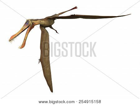 3D Rendering Pterodactyl Anhanguera On White