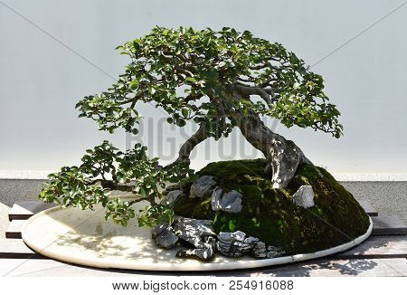 Chinese Banyon Bonsai Tree 60 To 80 Years Old.
