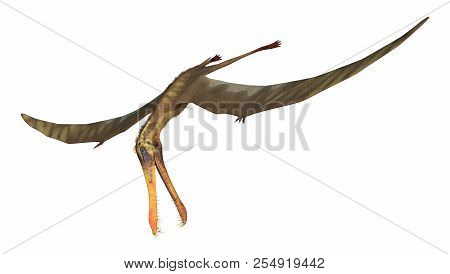 3D Rendering Pterodactyl Anhanguera On White