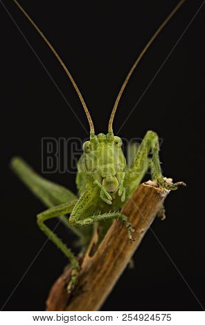 Barbetiste Mount In The Dark Background. Green Grasshopper.