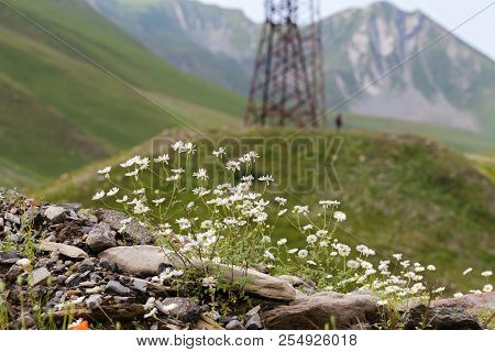 Wild Flower In Caucasian Mount Near Kazbeg