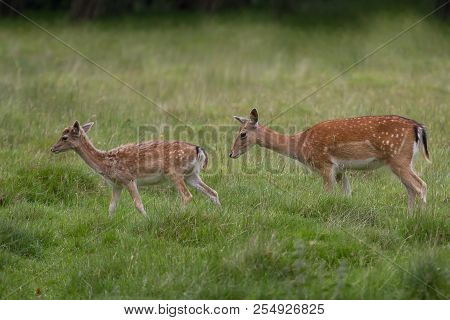 Photo Of Two Female Fallow Deer Walking In Green Grass