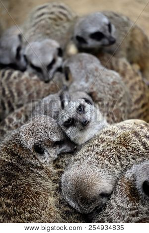 Relax Of Wild African Meerkat Family. Some Sleep And Some Looking. Photography Of Nature And Wildlif