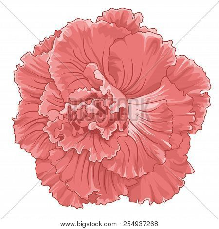 Pink Begonia  Tuberhybrida Blossoms. Stock Illustration. Isolated Image On White Background.
