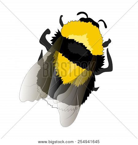 Illustration Of Flying Fat Bumblebee On White Background