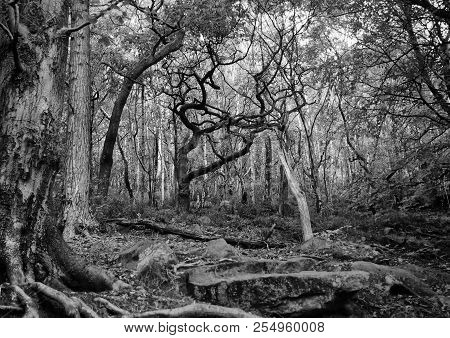 Monochrome Dark Mysterious Forest Scene With Tangled Twisted Branches And Roots On Rocky Ground