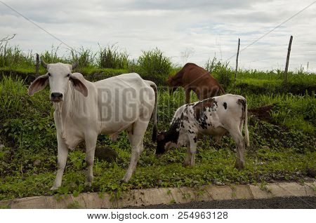 Cows On The Side Of The Road