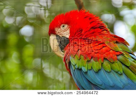 Macaw Parrot From The Amazon Region Of Ecuador