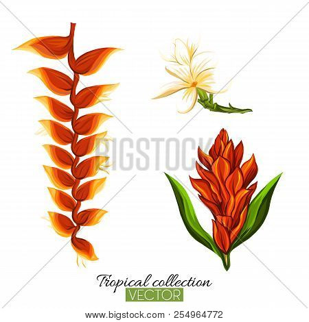 Beautiful Hand Drawn Botanical Vector Illustration With Strelitz