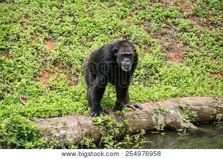 Chimpanzee Mokey Sit On Stump Tree With Grass In Jungle