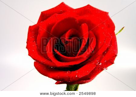 Rugiada e Rose rosse