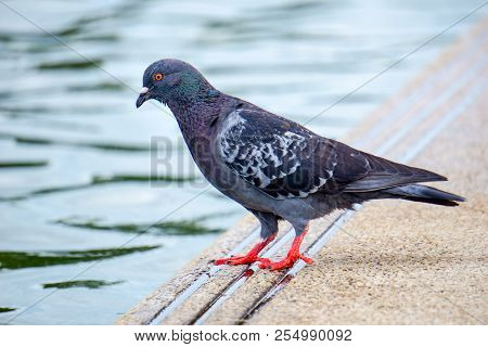 Red Eyes And Feet Indomalaya Pigeon Or Dove Standing Beside Water
