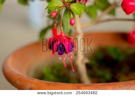 Pink And Purple Fuchsia Flowers In A Pot.