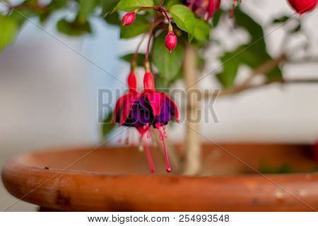 Bright And Colorful Fuchsia Flowers In A Pot.
