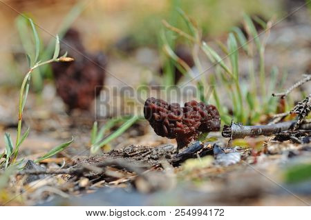 Gyromitra Mushroom