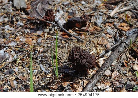 Gyromitra Mushroom