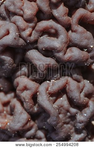 Gyromitra Mushroom