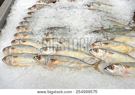 Closeup Group Of Indian Mackerel Or Rastrelliger Kanagurta On Ice